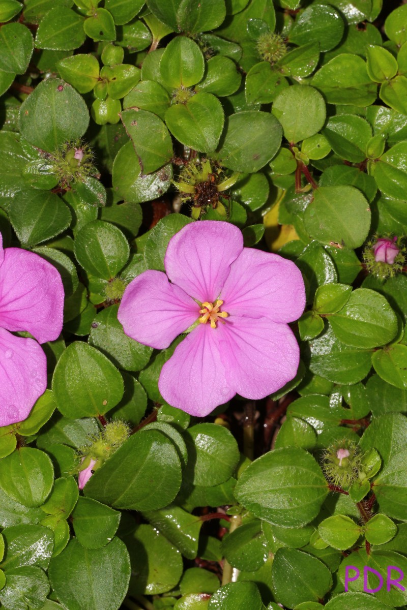 Heterotis rotundifolia (Sm.) Jacq.-Fél.